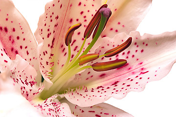 Image showing easter lily isolated