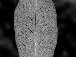 Image showing Leaf isolated