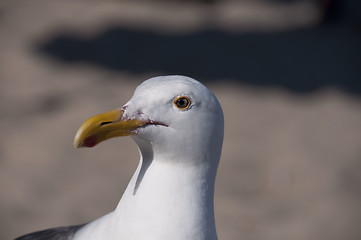 Image showing Seagull Head