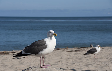 Image showing Seagull Landscape