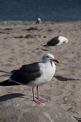 Image showing Seagull Portrait