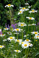 Image showing Summer daisy background