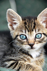 Image showing Baby cat portrait