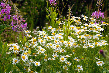 Image showing Summer flowers