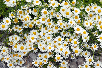 Image showing Summer daisy background