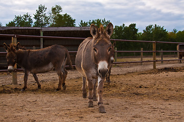 Image showing Donkeys