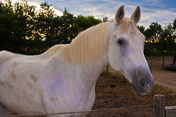 Image showing White horse