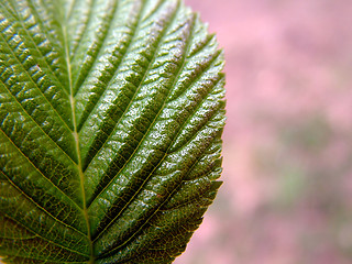 Image showing Leaf 2