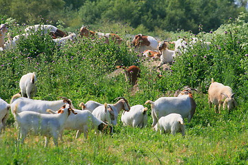 Image showing Goats