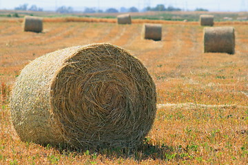 Image showing Hay Rolls