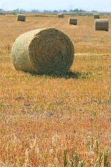 Image showing Hay Rolls