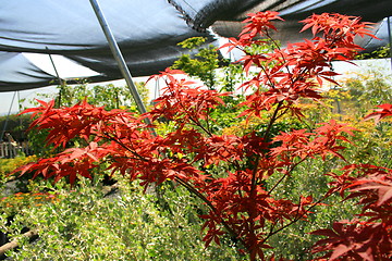 Image showing Japanese Maple Leafs