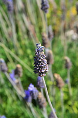 Image showing Lavender Flowers