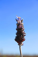 Image showing Lavender Flower