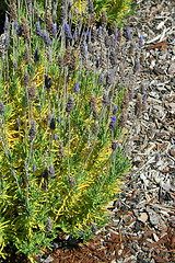 Image showing Lavender Flowers