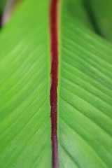 Image showing Leaf