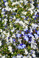 Image showing Lobelia Flowers