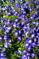 Image showing Lobelia Flowers