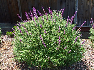 Image showing Ornamental Shrub With Purple Flowers