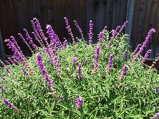 Image showing Ornamental Shrub With Purple Flowers