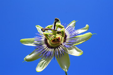 Image showing Passion Flower