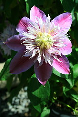 Image showing Passion Flower