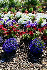 Image showing Petunia and Lobelia Flowers