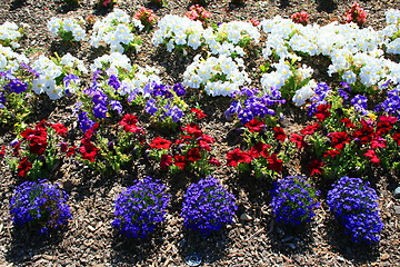 Image showing Petunia and Lobelia Flowers