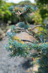 Image showing Pine Tree