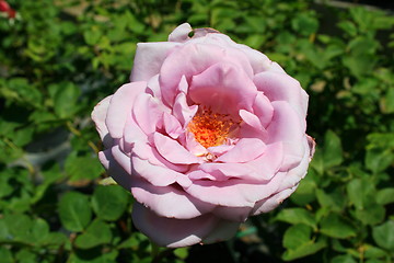 Image showing Pink Rose Flower