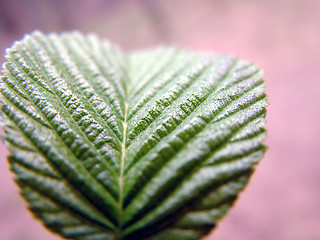 Image showing Leaf