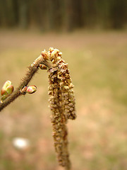 Image showing New bud