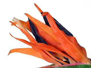 Image showing Bird of Paradise