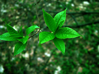 Image showing Green leaf on green background