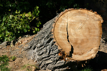 Image showing Tree Stump