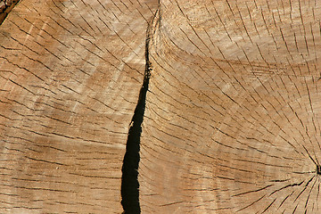 Image showing Trunk Close Up