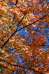 Image showing Close Up Leaves - 761