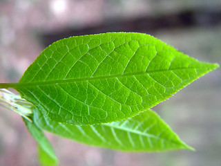 Image showing New spring leaf 1