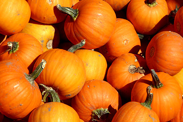 Image showing Up Close - Mini Pumpkins