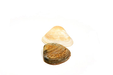 Image showing Two Seashells Side by Side