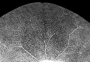 Image showing Abstract leaf