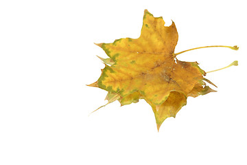 Image showing Isolated Leaf