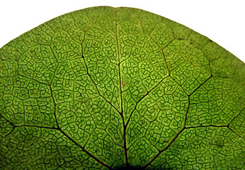 Image showing Isolated leaf 1