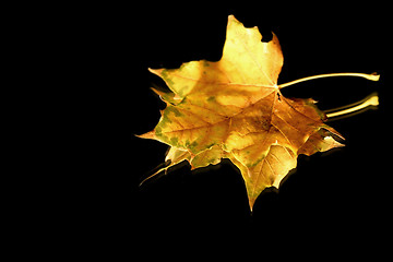 Image showing Isolated Close up on a Leaf Tip