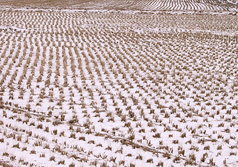 Image showing Japanese rice field in winter-texture