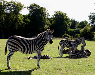 Image showing zebra