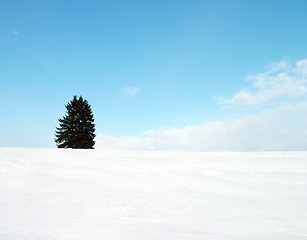 Image showing tree on hill