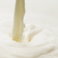 Image showing milk