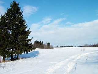 Image showing Fir landscape