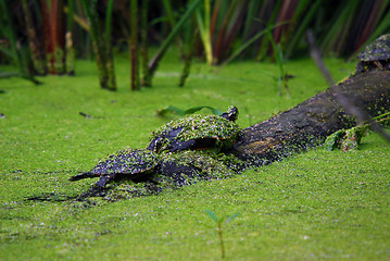 Image showing Snapping Turtles